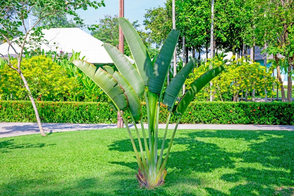 banana tree plant